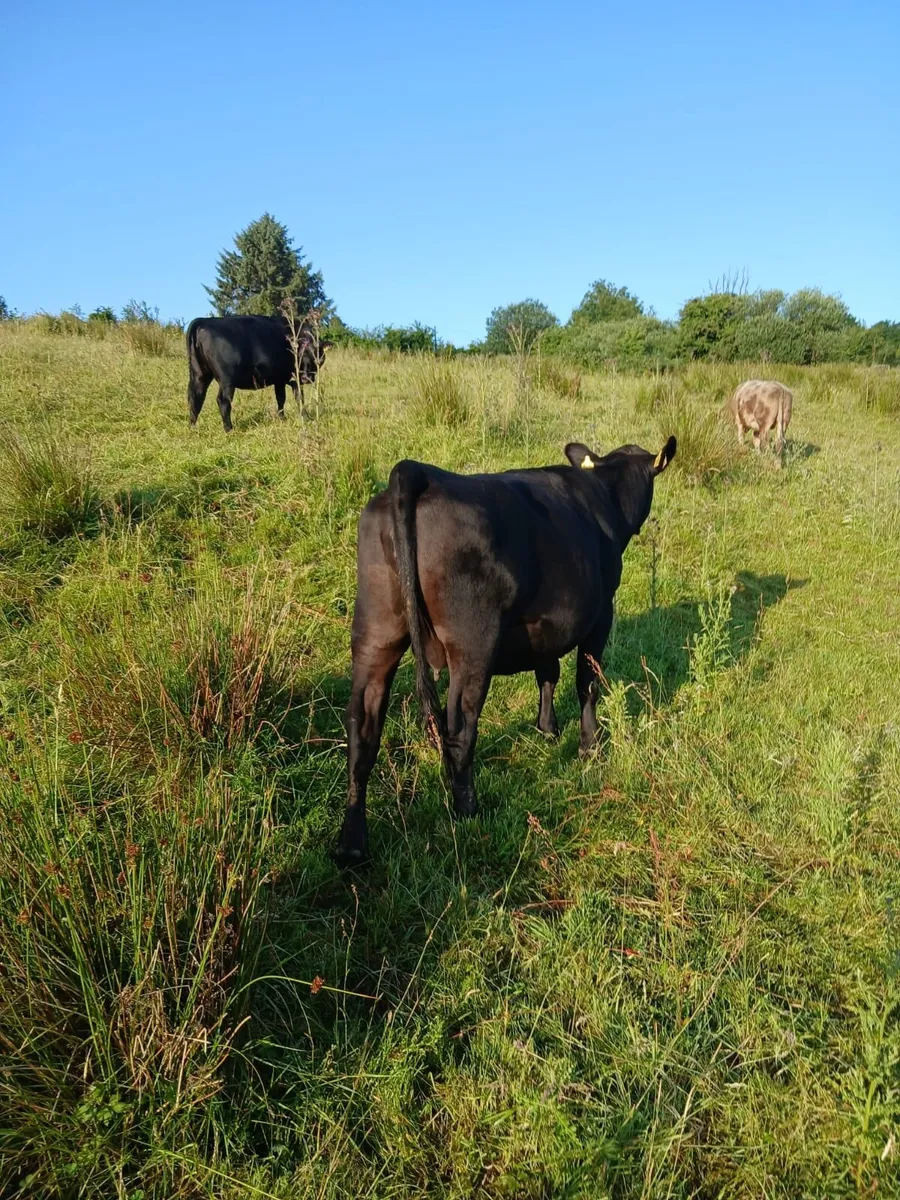 In calf heifers - Image 3