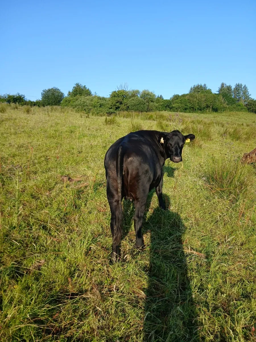 In calf heifers - Image 4