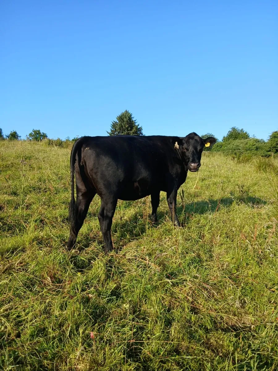 In calf heifers - Image 1
