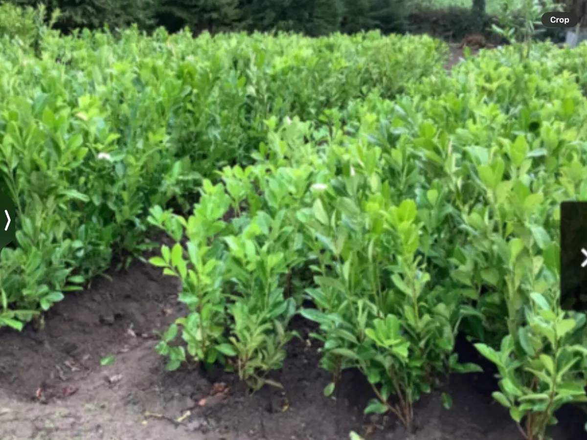 LAUREL HEDGING PLANTS.   4 ft.   £10-00