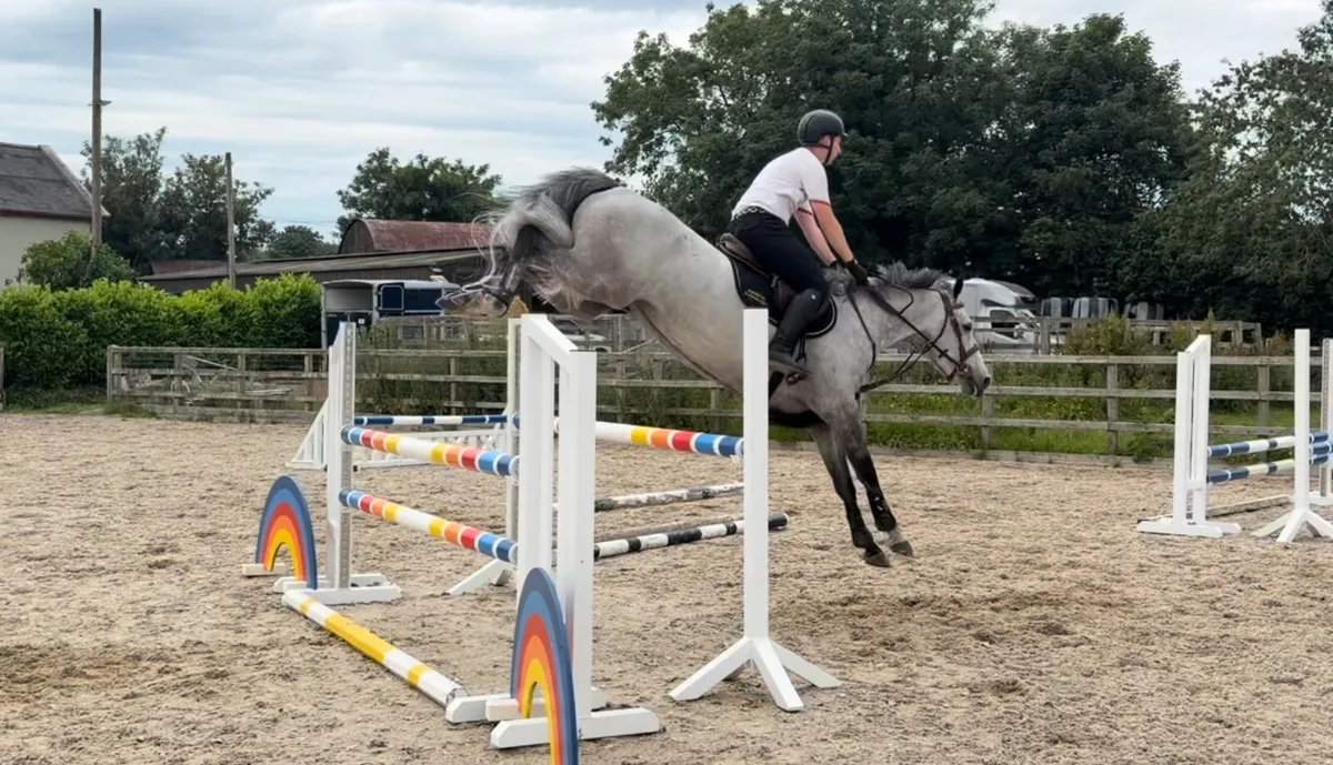 6 year old showjumper yr/amateur - Image 4