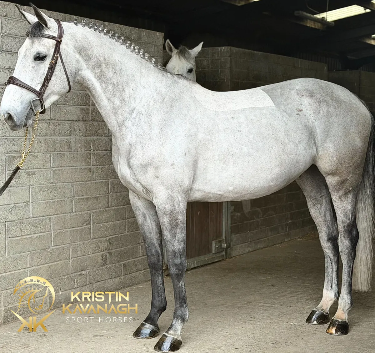 6 year old showjumper yr/amateur - Image 1
