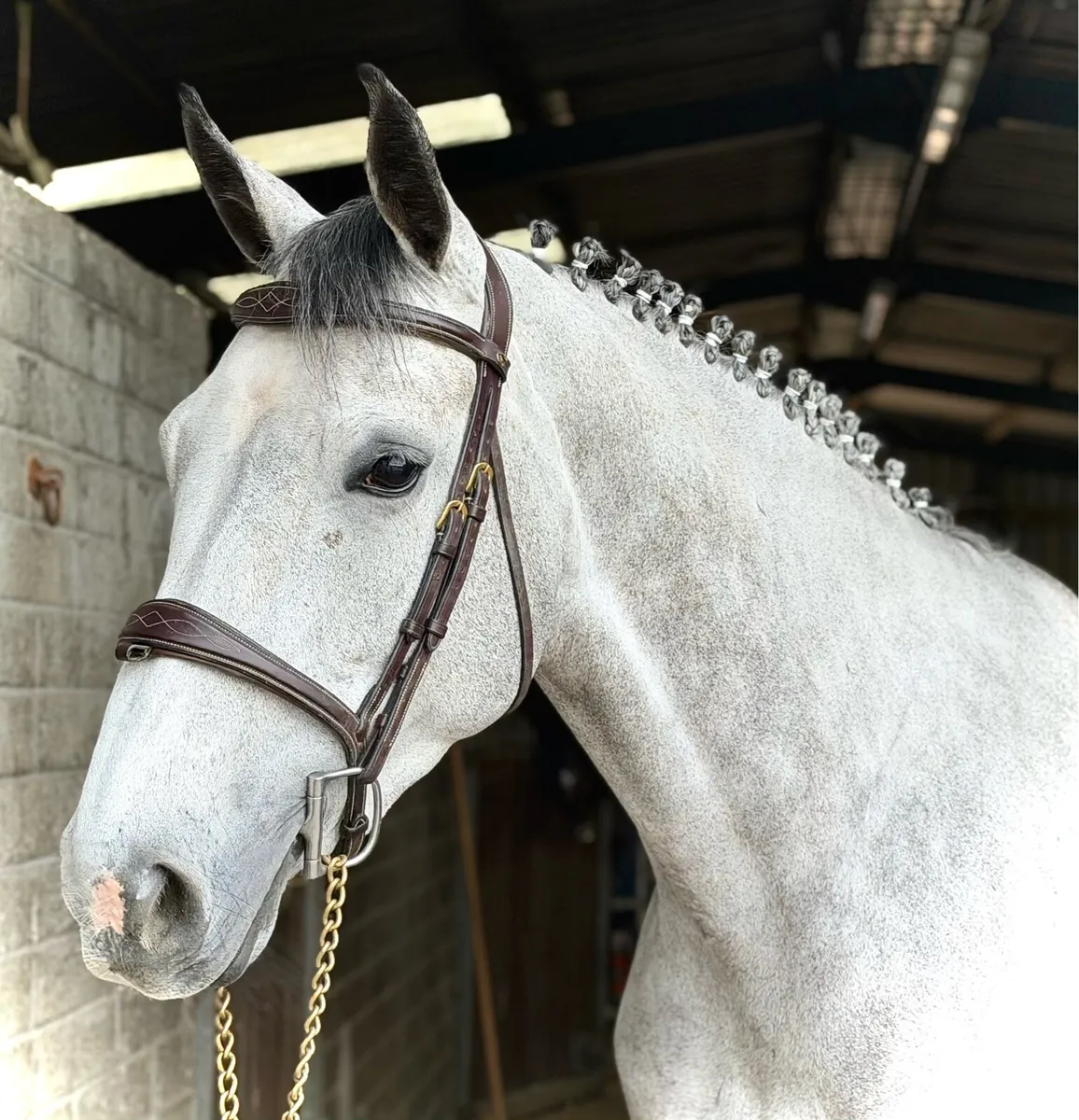 6 year old showjumper yr/amateur - Image 2