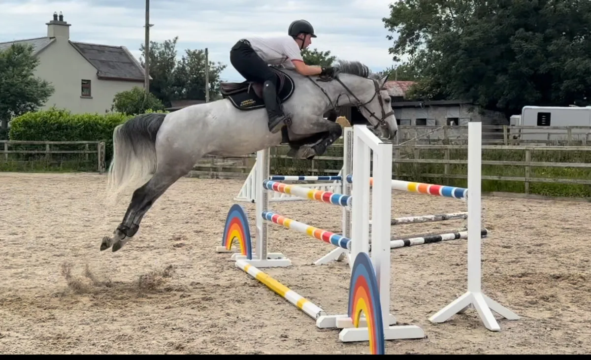 6 year old showjumper yr/amateur - Image 3