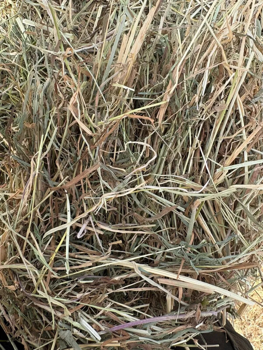 **QUALITY SOFT GREEN HAY 26** - Image 2