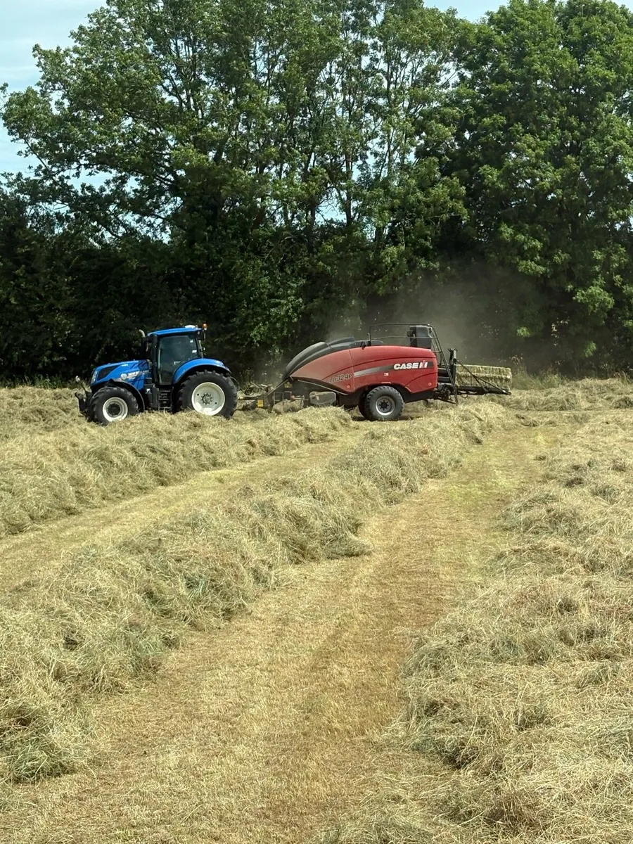 **QUALITY SOFT GREEN HAY 26** - Image 3