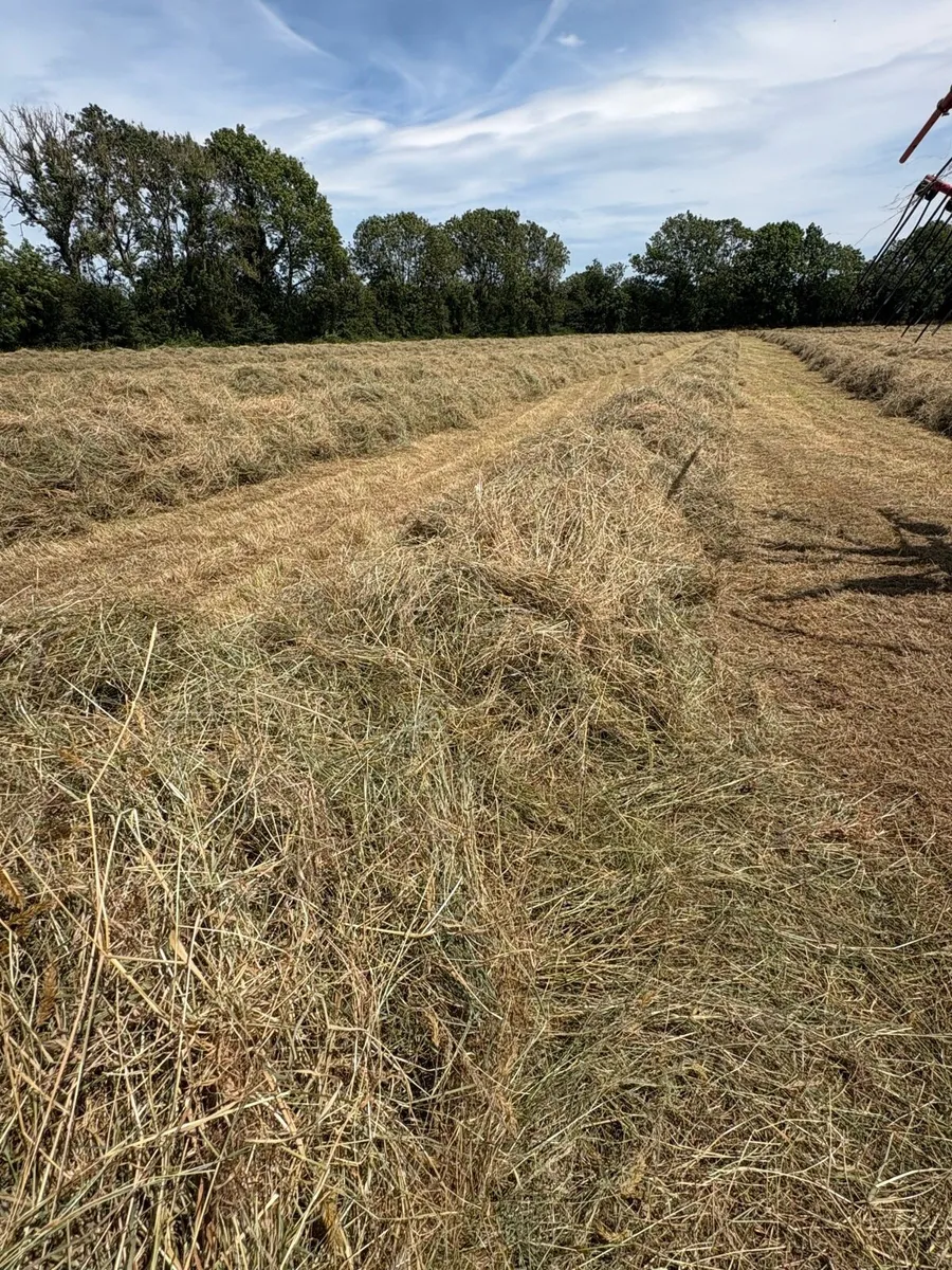 **QUALITY SOFT GREEN HAY 26** - Image 4