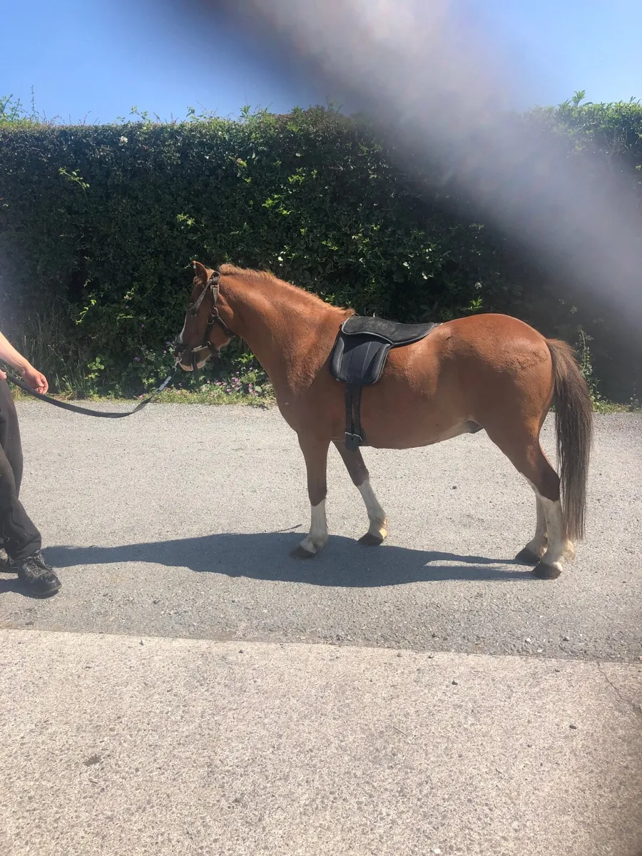 Pony - Image 1