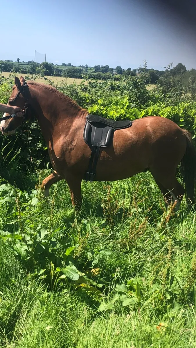 Pony - Image 4