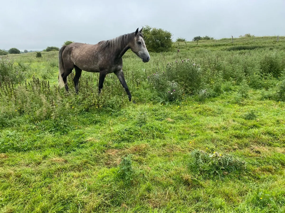 Connemara x horses for sale - Image 2