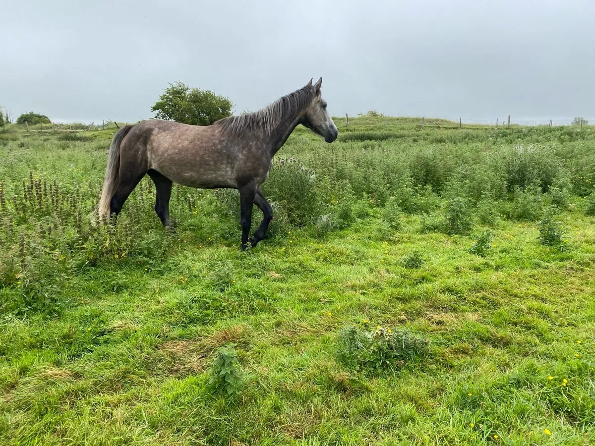 Connemara x horses for sale - Image 1