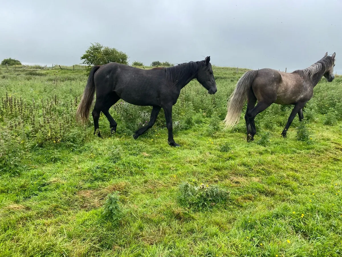 Connemara x horses for sale - Image 3