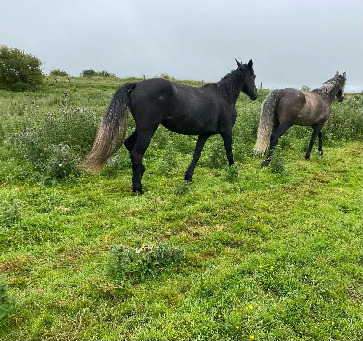 Connemara x horses for sale - Image 4