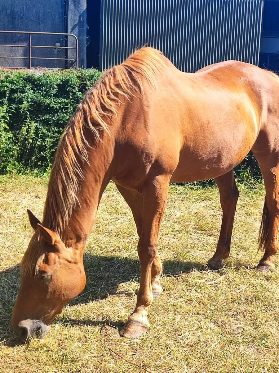 Bombproof horses - Image 2