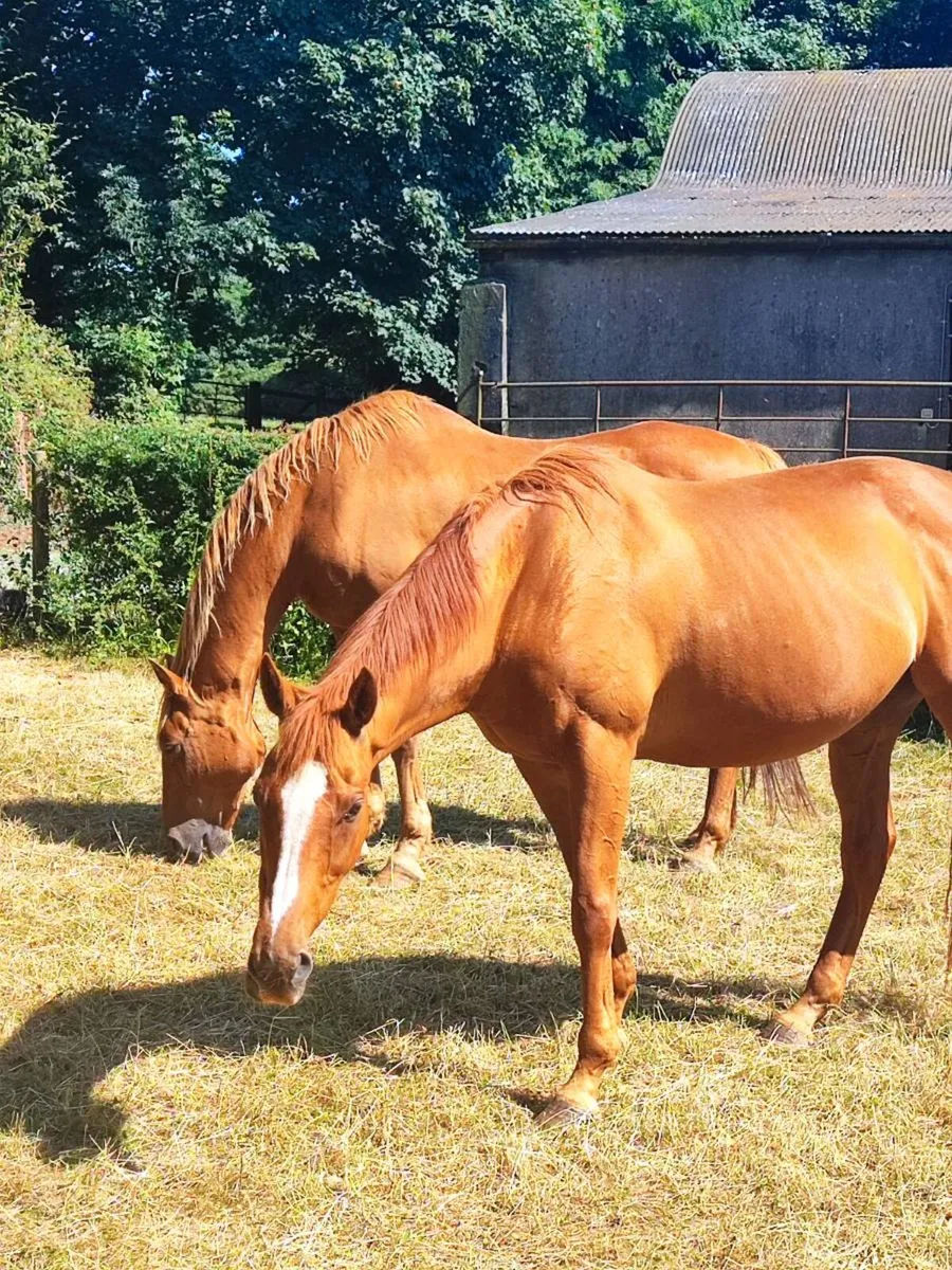 Bombproof horses - Image 1