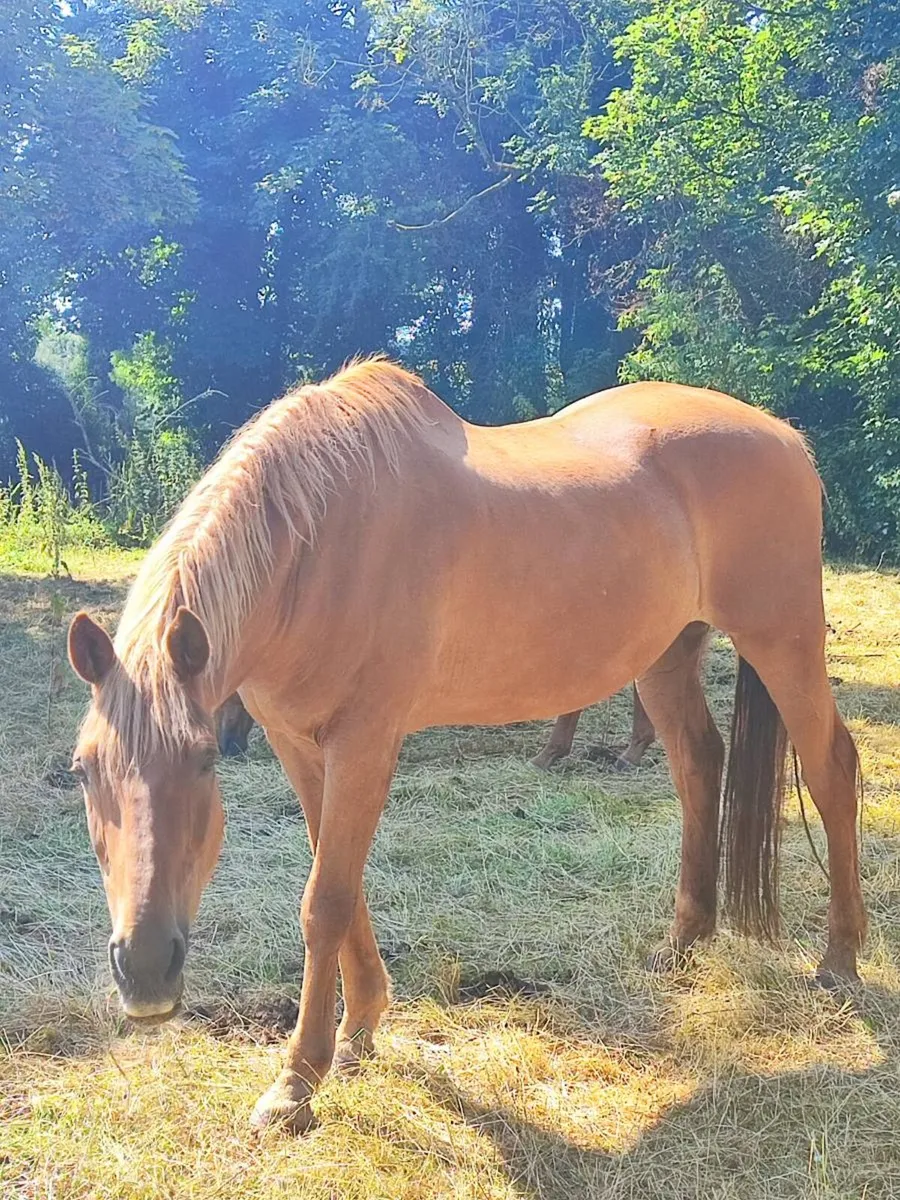Bombproof horses - Image 4