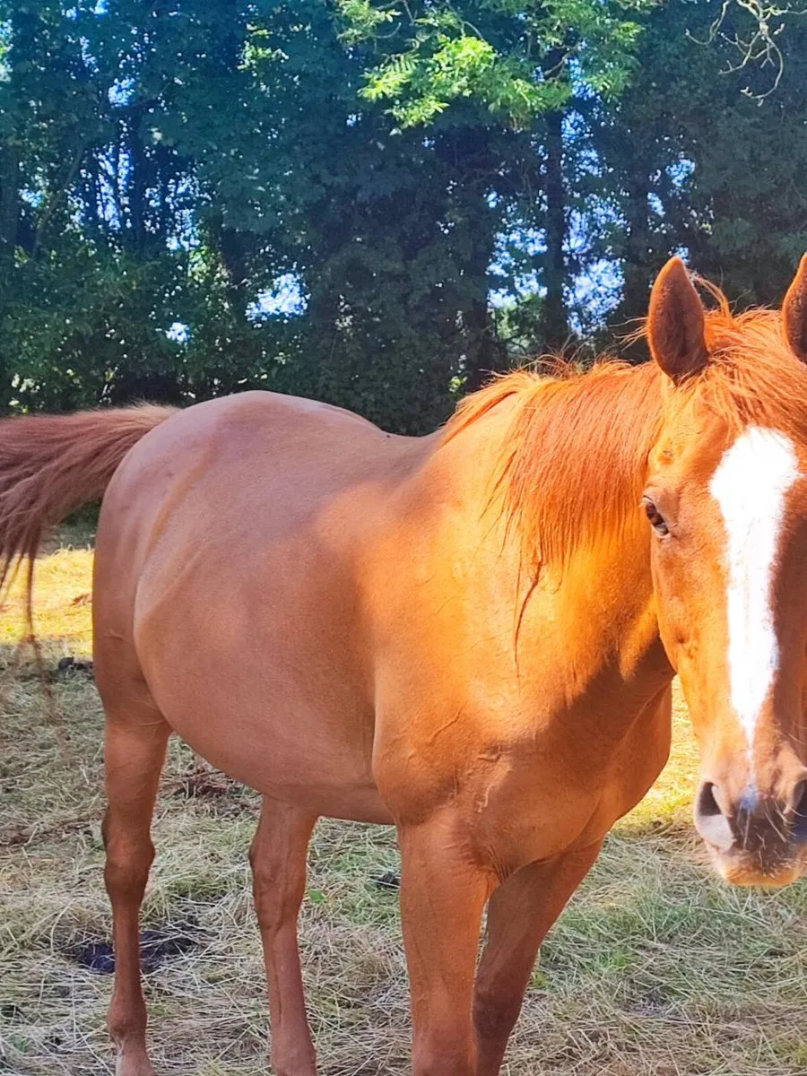 Bombproof horses - Image 3