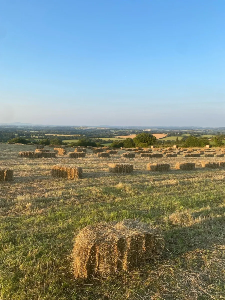 Quality horse hay