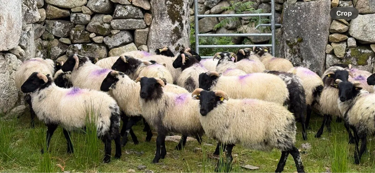 Ram Lambs (Organic) - Image 2