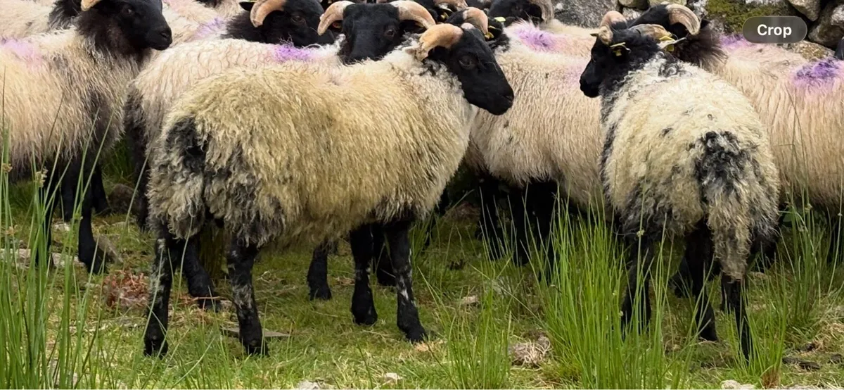 Ram Lambs (Organic) - Image 1