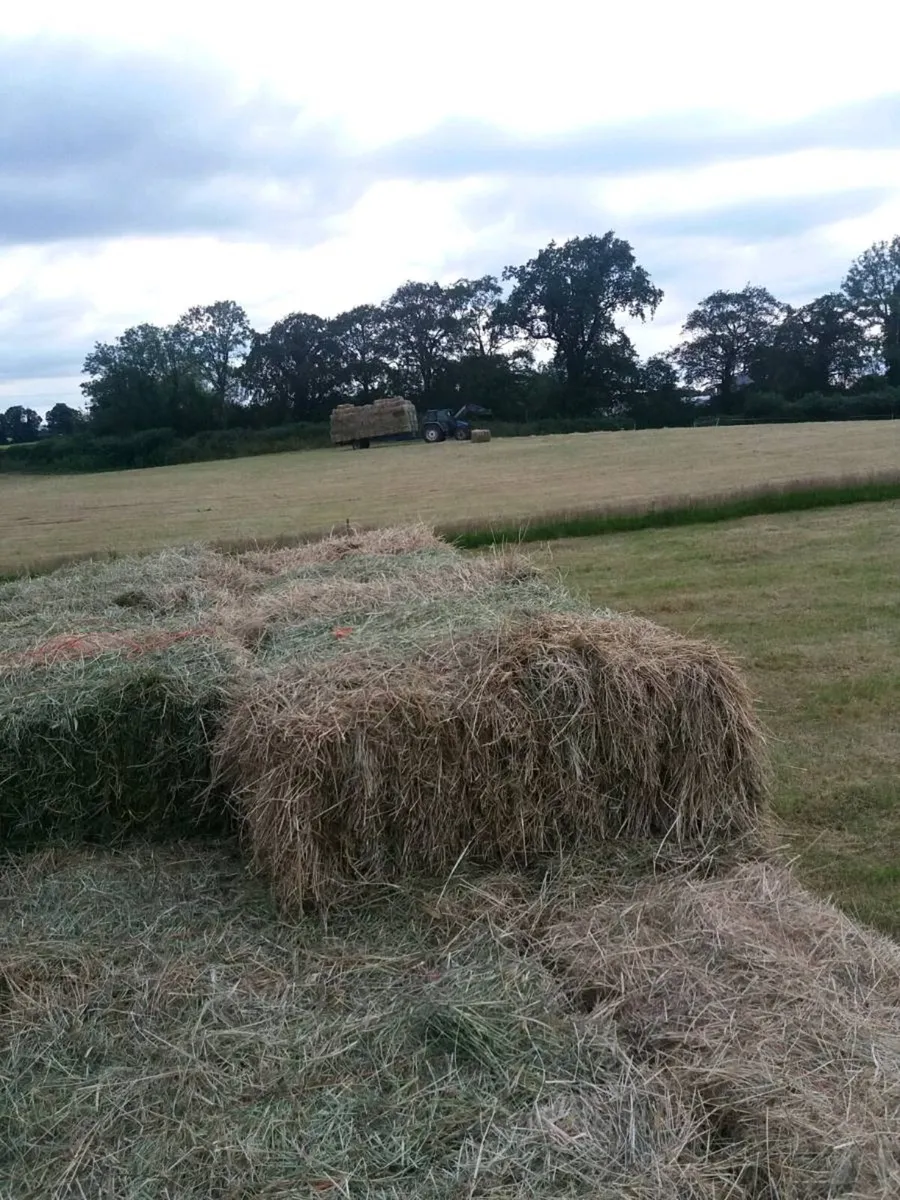 Small square bales of 2026 hay - Image 2