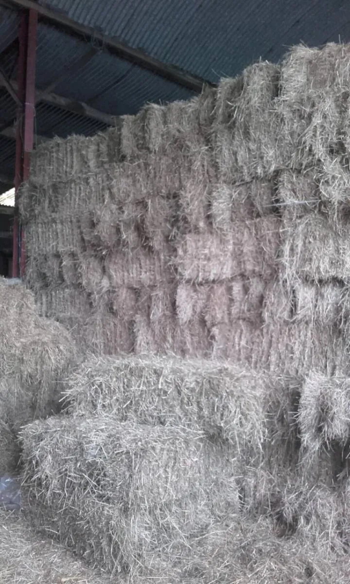 Small square bales of 2026 hay - Image 3