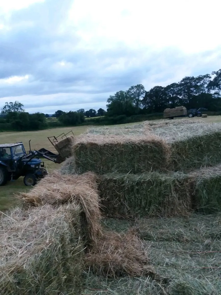 Small square bales of 2026 hay - Image 1