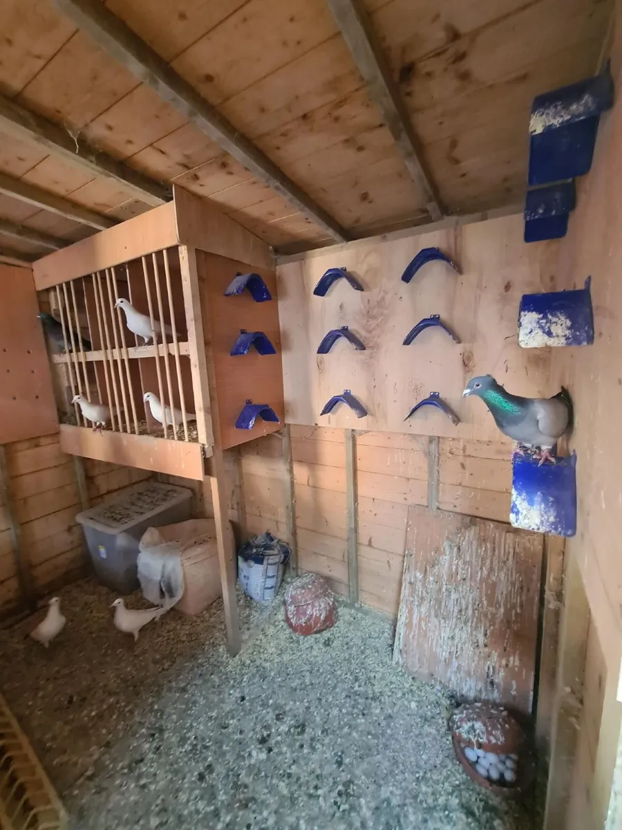Pigeon Loft - Image 4
