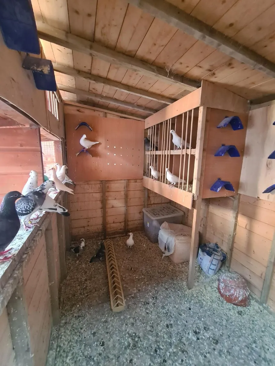 Pigeon Loft - Image 2