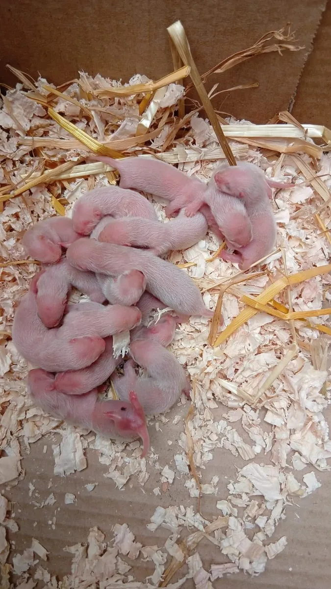 Ferret kits from working stock - Image 3