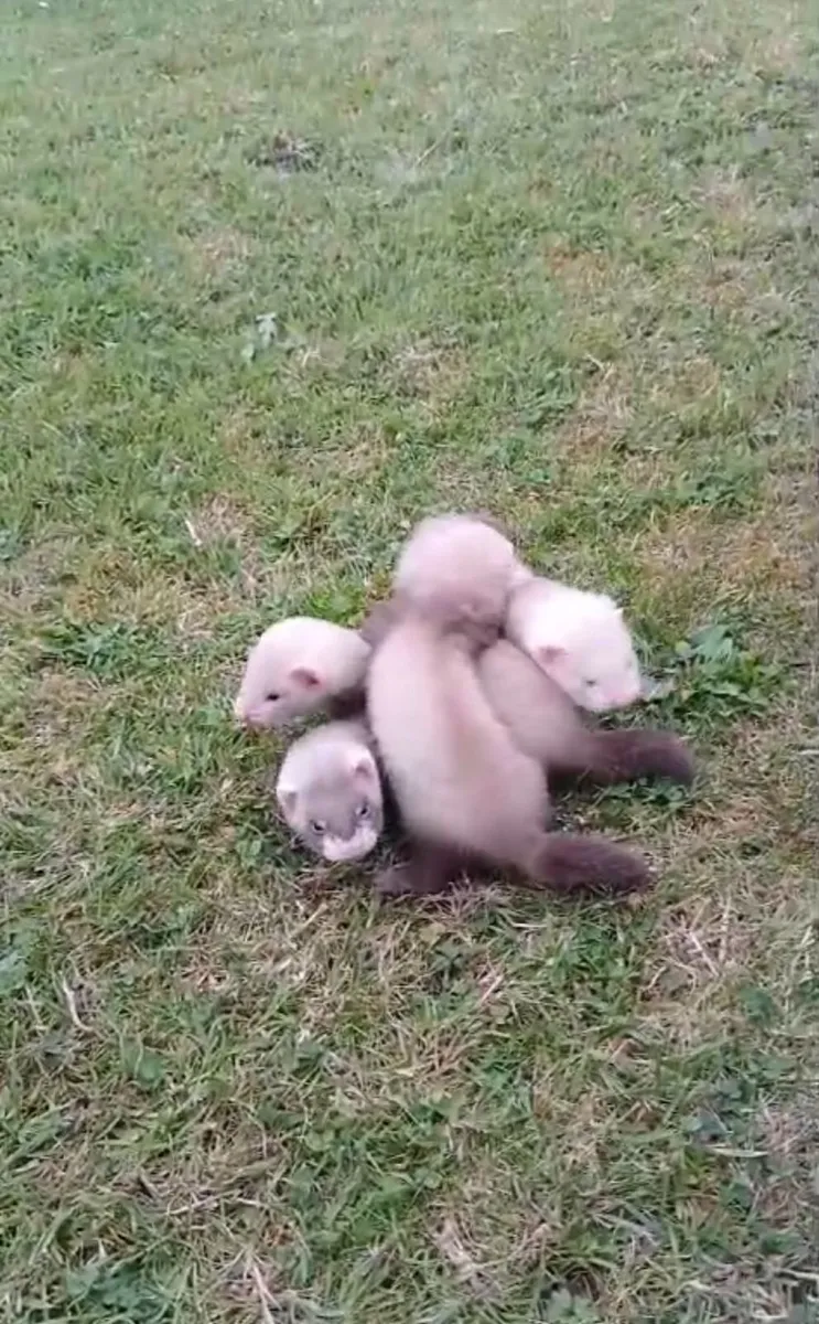 Ferret kits from working stock - Image 4