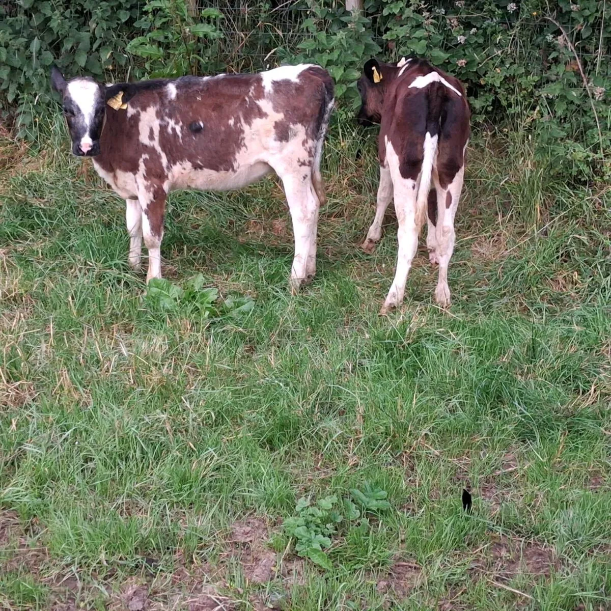 Dairy shx heifer weanlings - Image 1