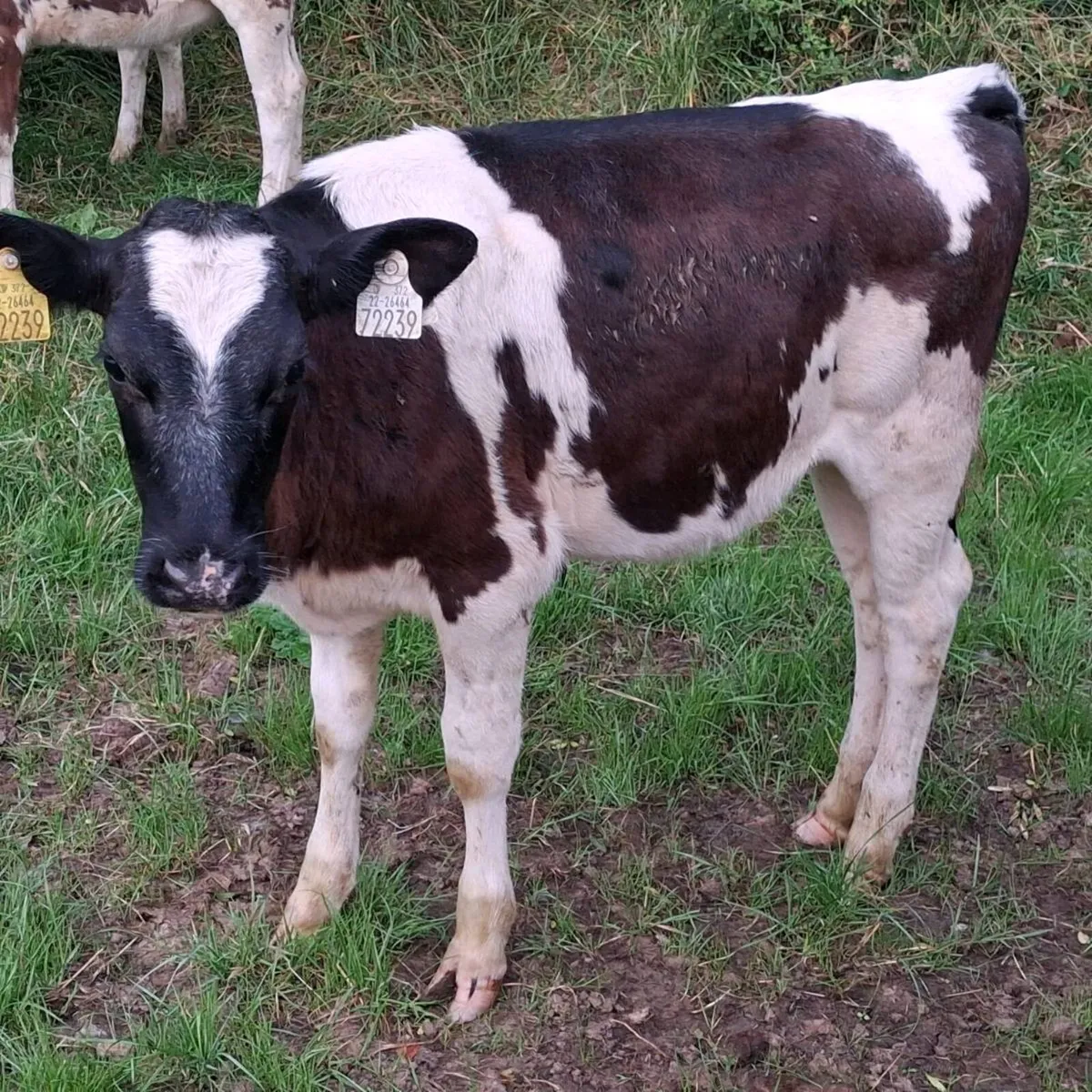Dairy shx heifer weanlings - Image 2