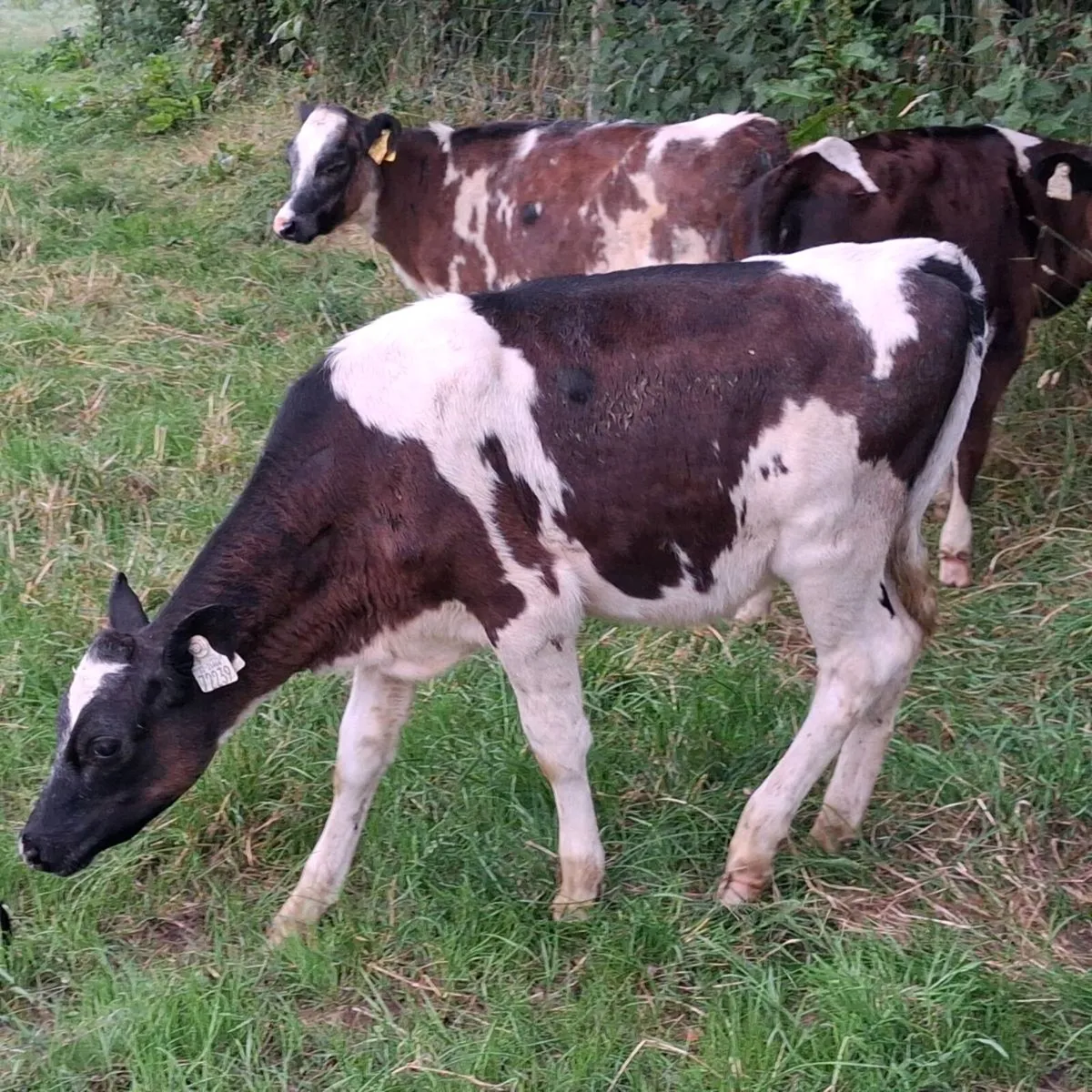 Dairy shx heifer weanlings - Image 3