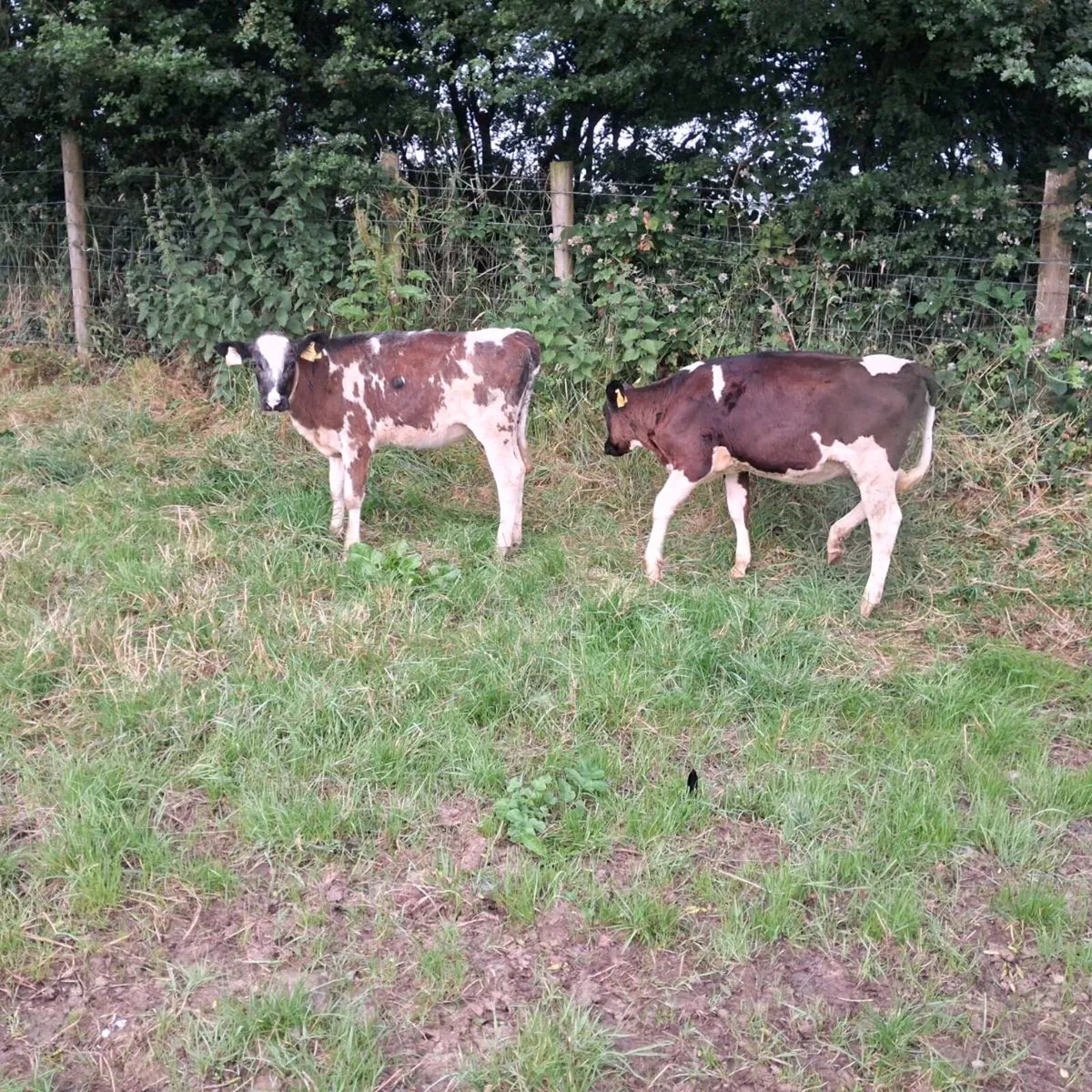 Dairy shx heifer weanlings - Image 4