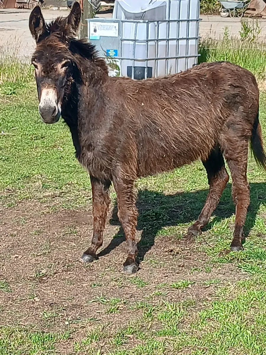 Mare donkey   7yo   very quiet - Image 1