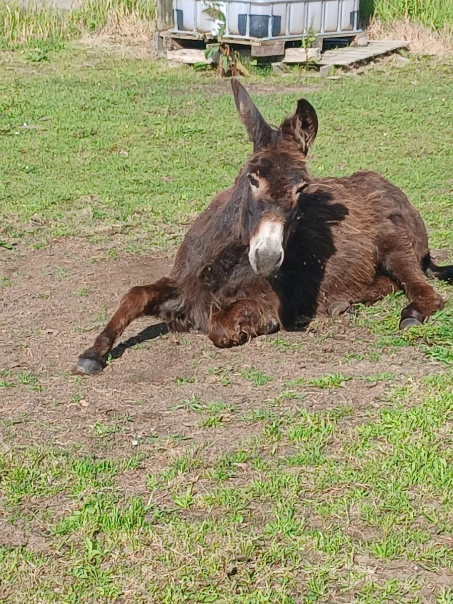 Mare donkey   7yo   very quiet - Image 2