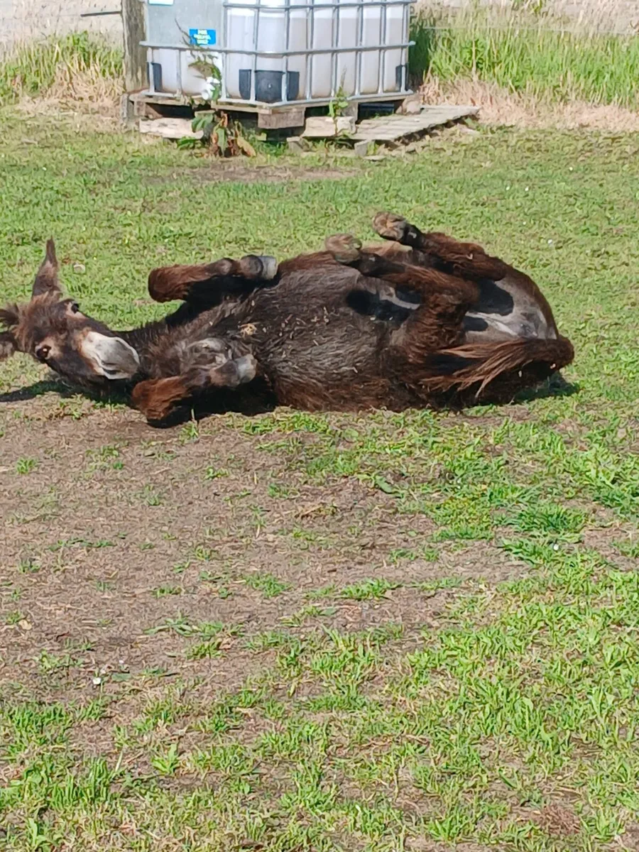 Mare donkey   7yo   very quiet - Image 3