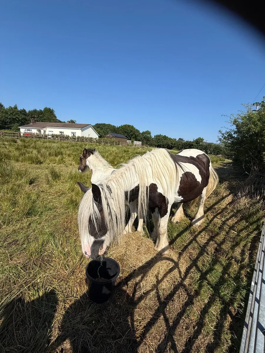 Cob mare and filly foal - Image 2