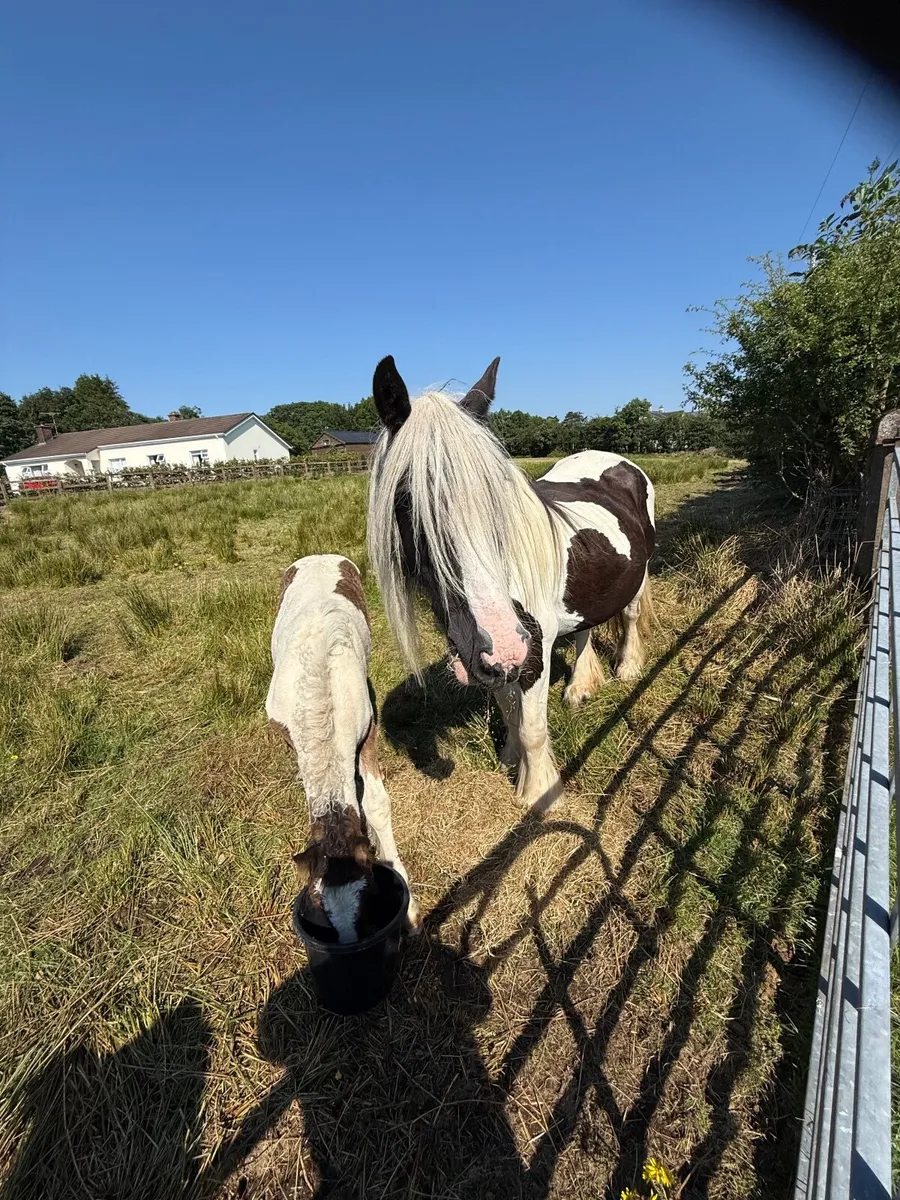 Cob mare and filly foal - Image 3