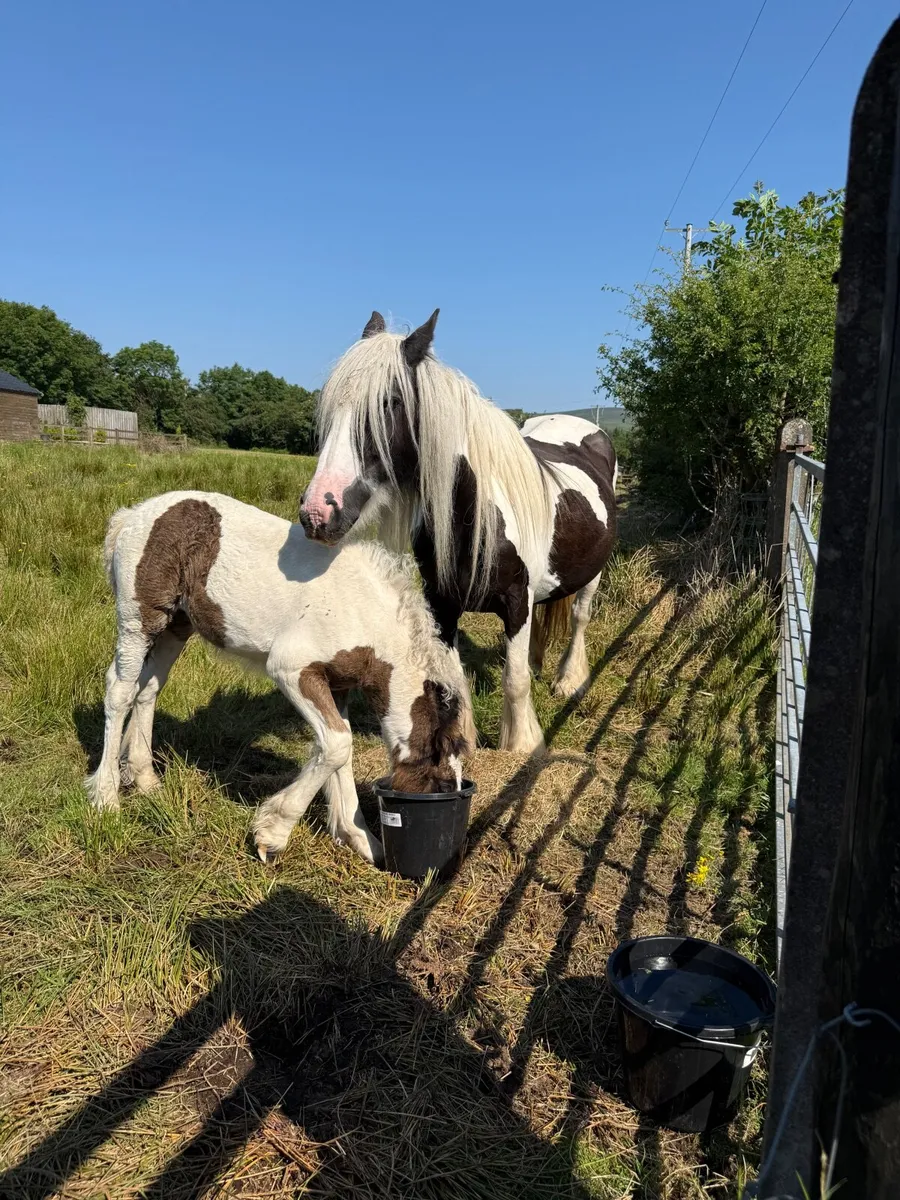 Cob mare and filly foal - Image 4