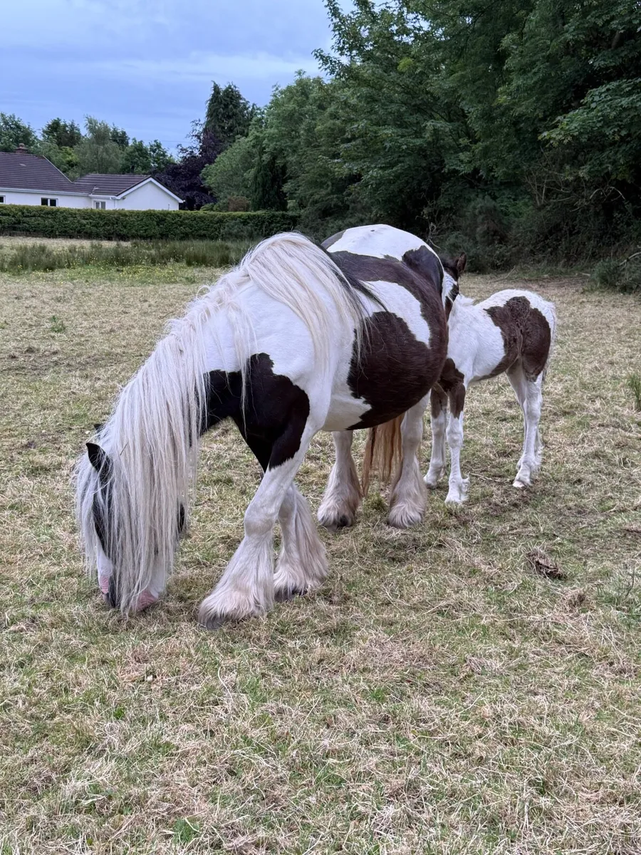 Cob mare and filly foal - Image 1