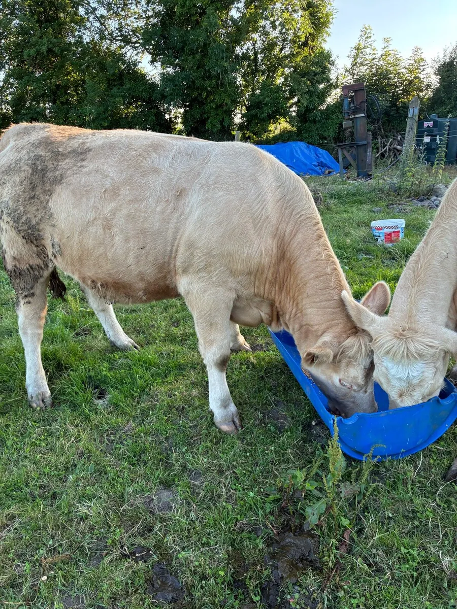 Two incalf heifers - Image 1