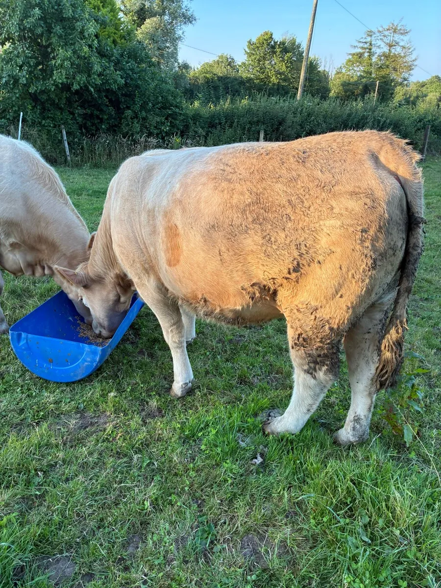 Two incalf heifers - Image 2