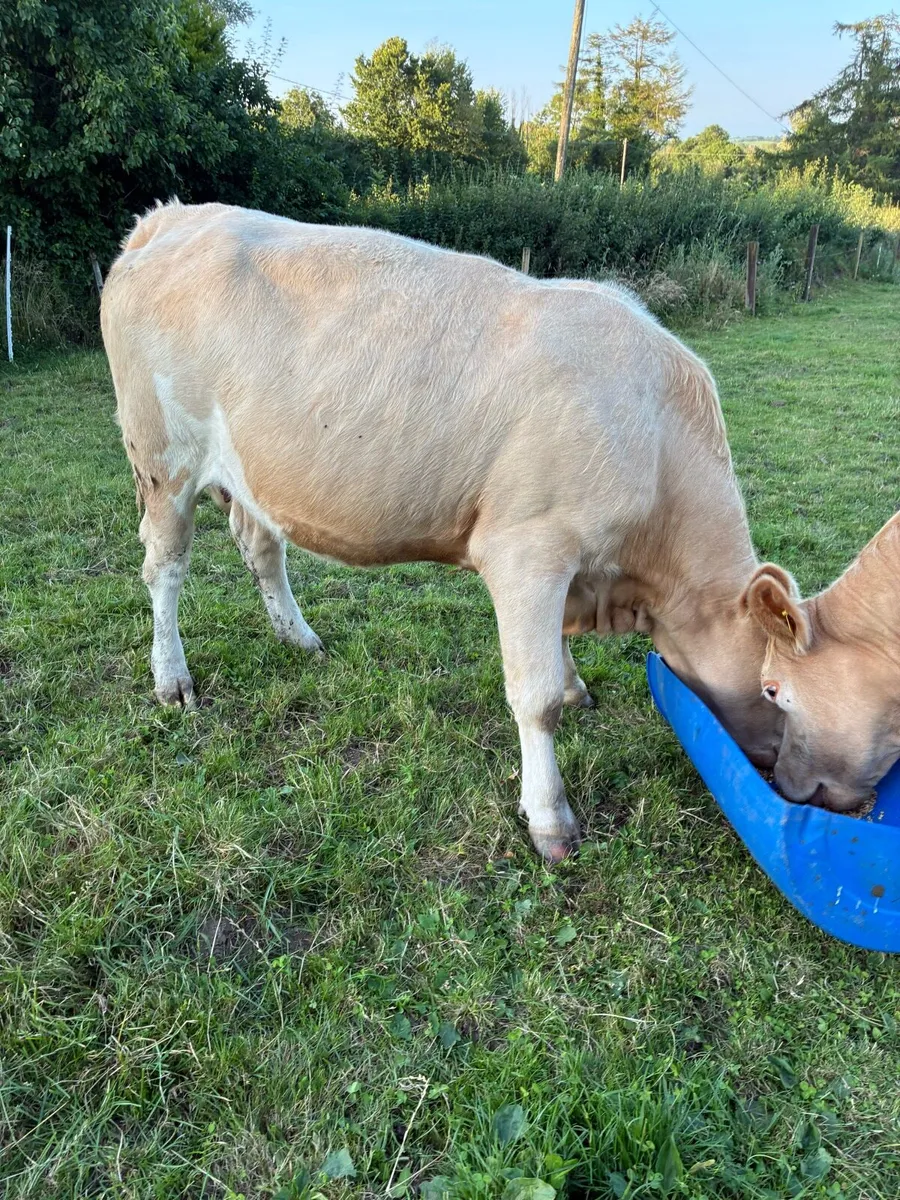 Two incalf heifers - Image 3
