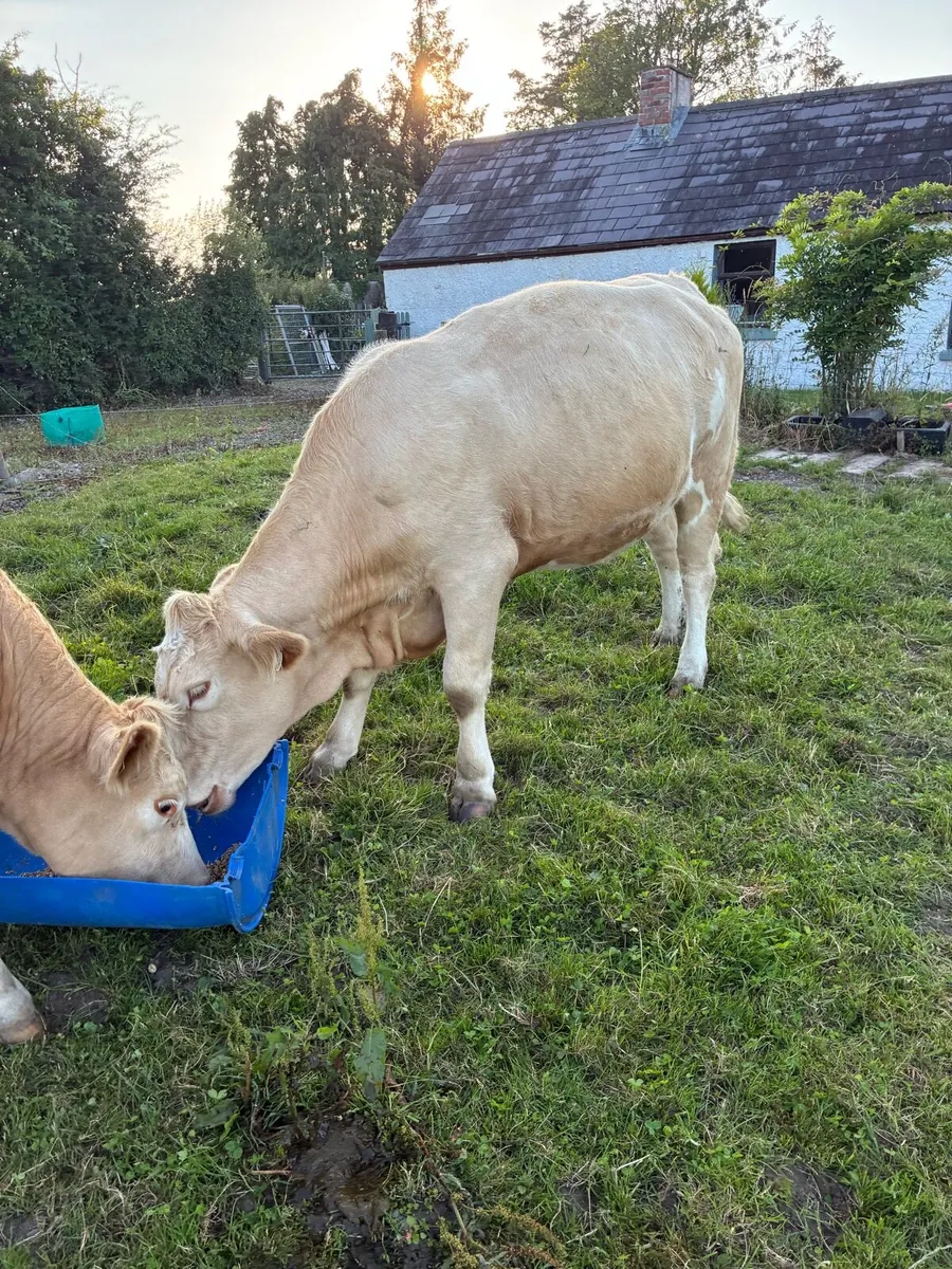 Two incalf heifers - Image 4