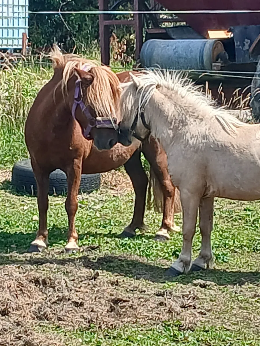 Very quiet mare pony....10yo ..running with palimi - Image 1
