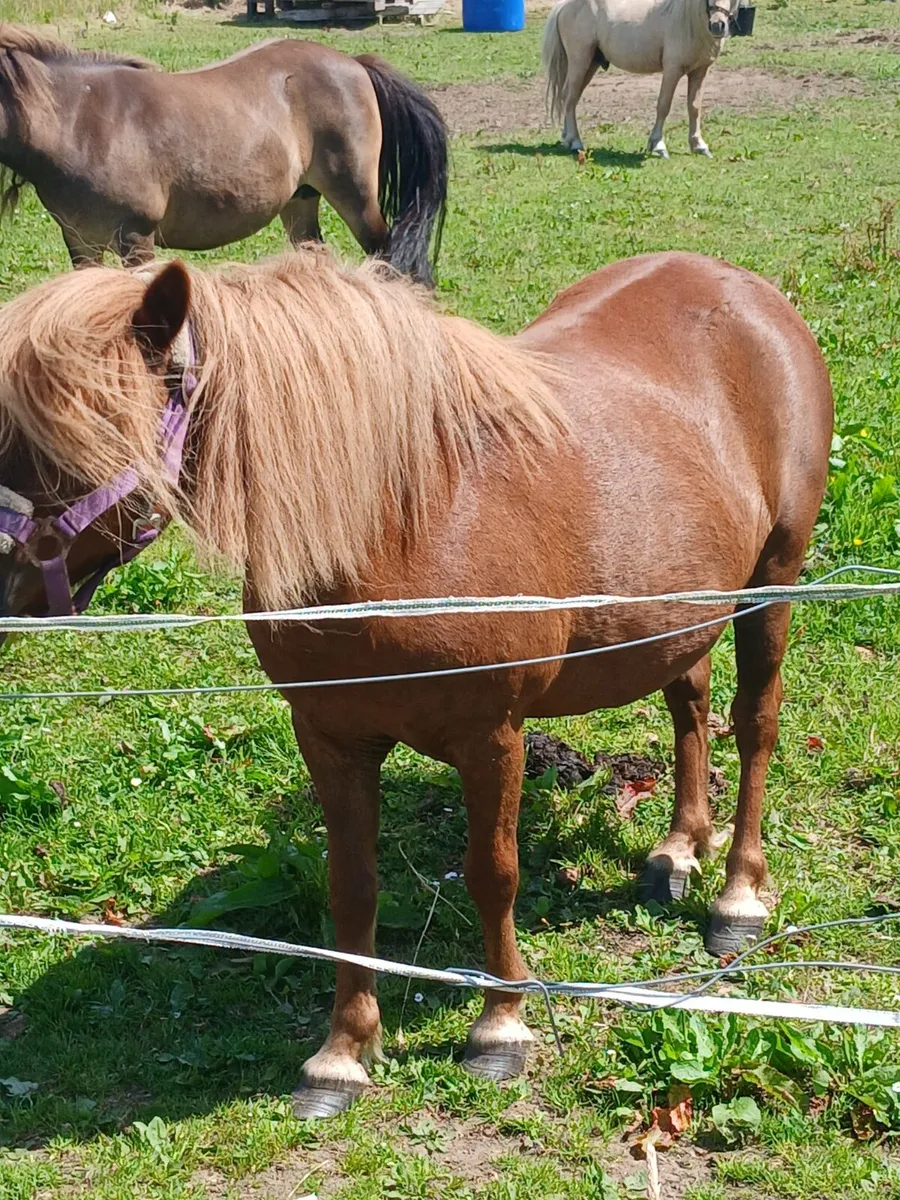 Very quiet mare pony....10yo ..running with palimi - Image 2