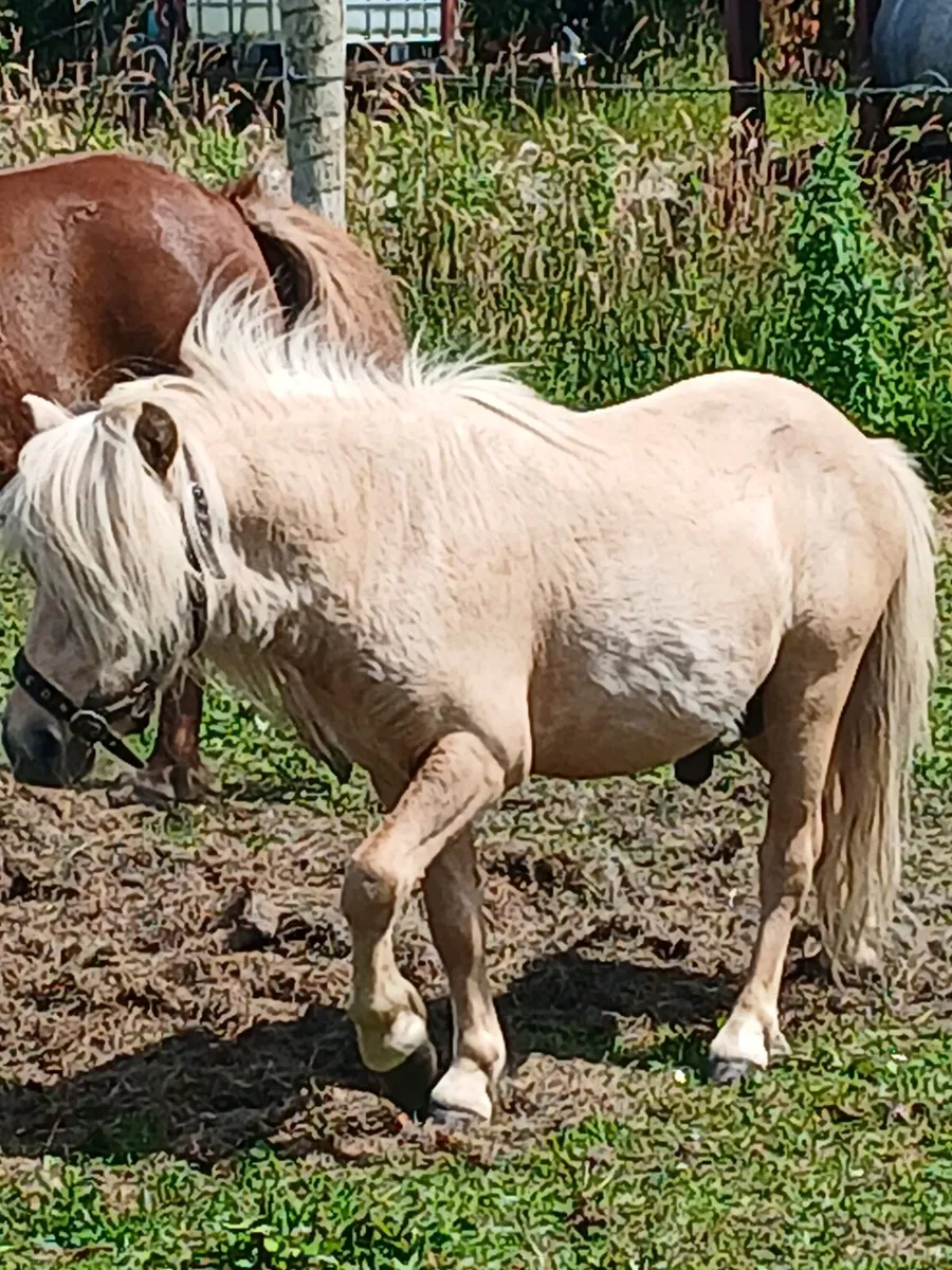 Very quiet mare pony....10yo ..running with palimi - Image 3
