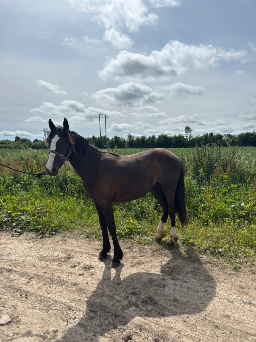 Two yearlings for sale - Image 3